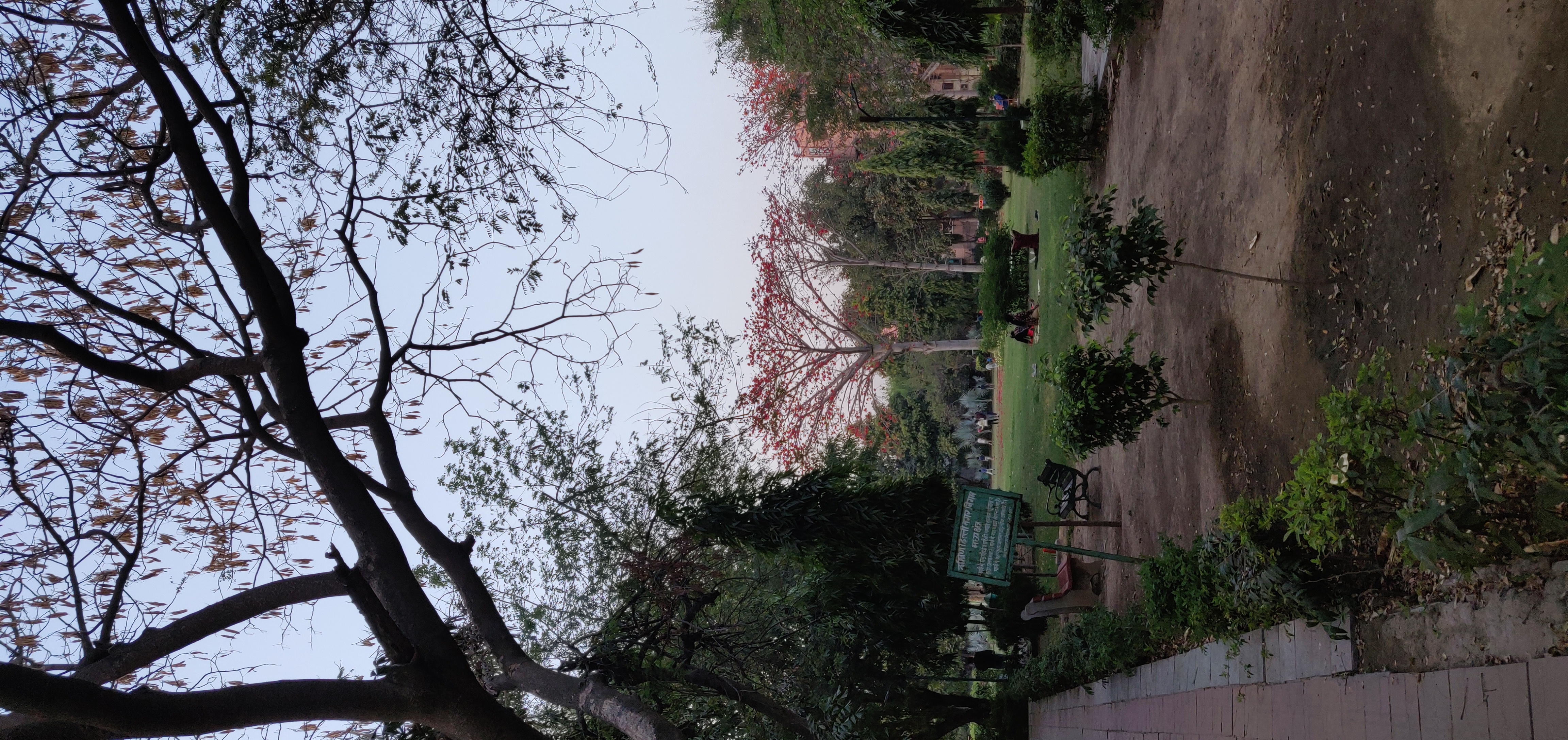 Flowering Semal