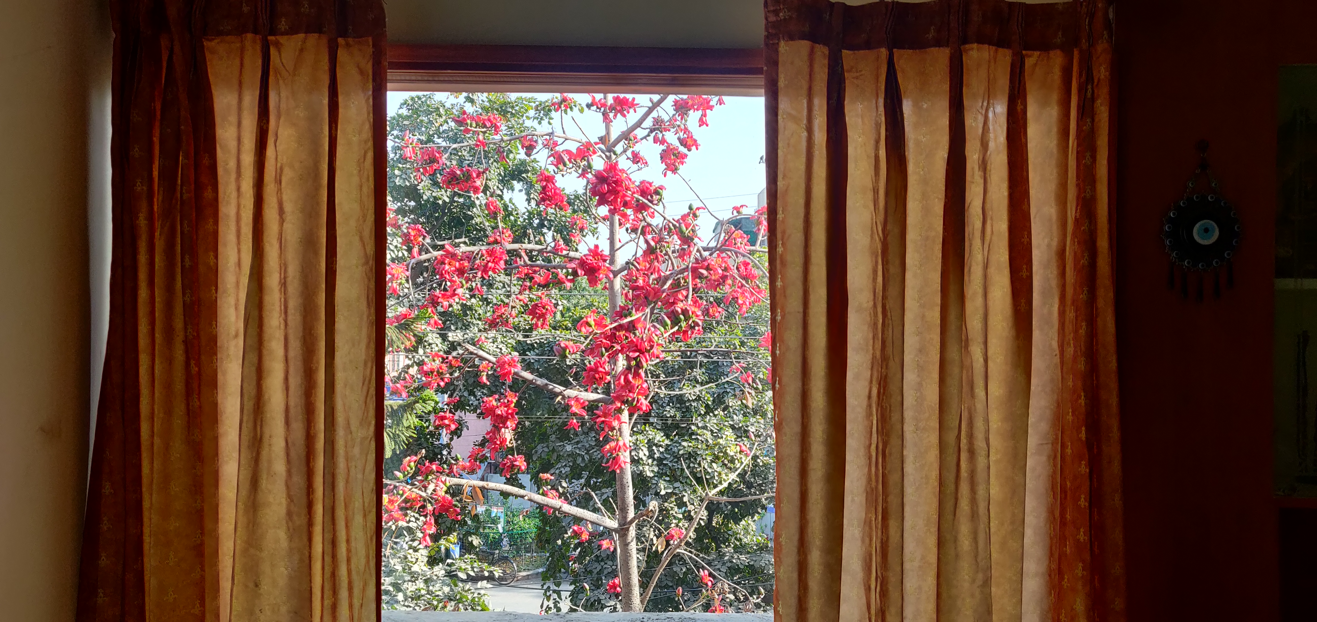 Semal Tree