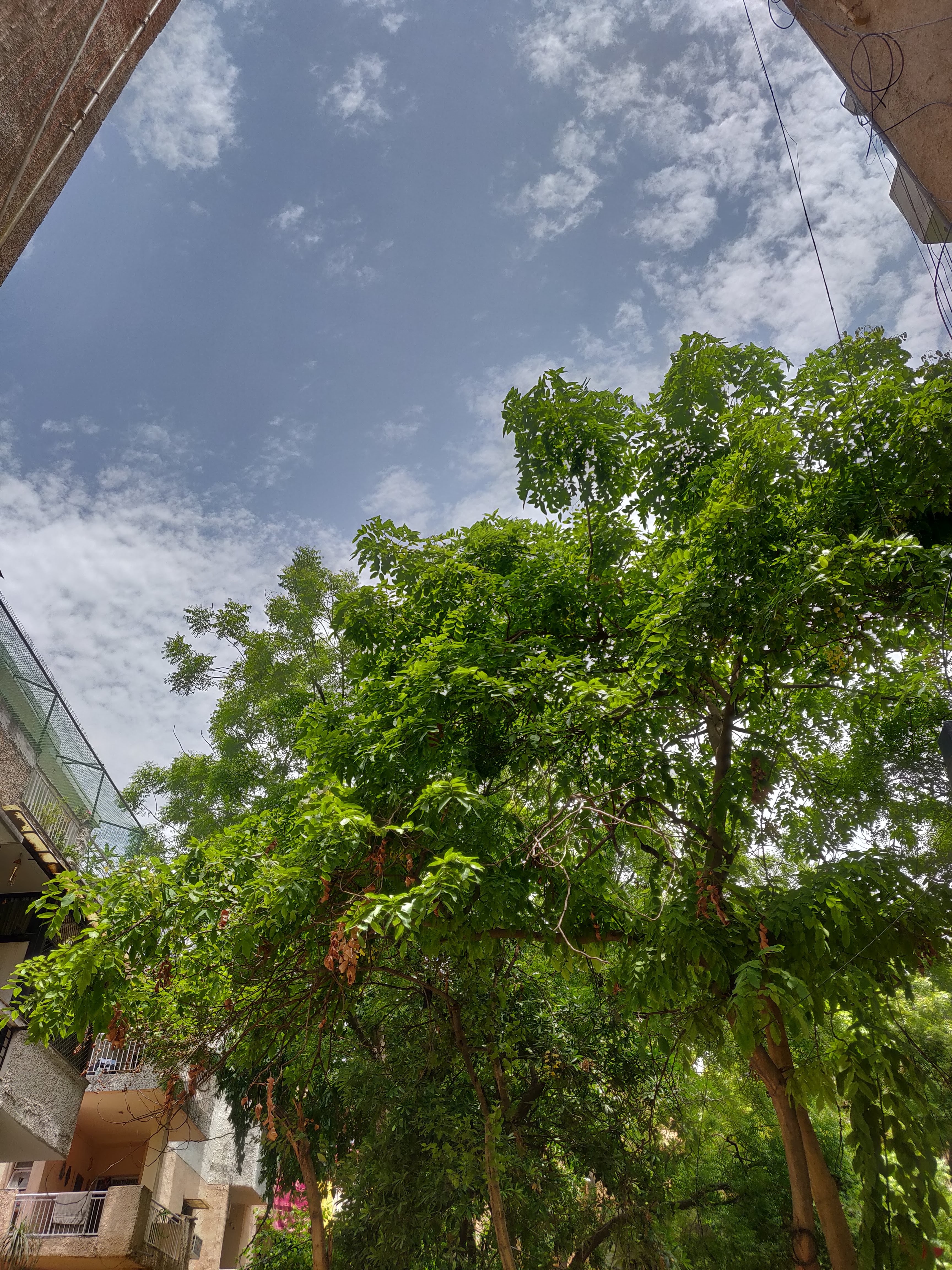 Amaltas Tree