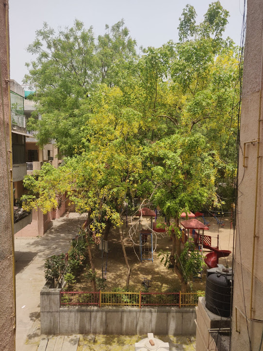 Amaltas Blooms